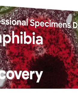  Discovery Prof paraugi DPS 5. “Amphibia”  Hover