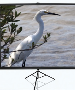  Elite Screens | Tripod Series | T120UWV1 | Diagonal 120  | 4:3 | Viewable screen width (W) 244 cm | Black  Hover