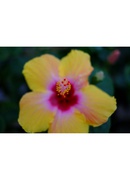  Fujifilm Fujinon XF 35mm f/1.4 R objektīvs Hover